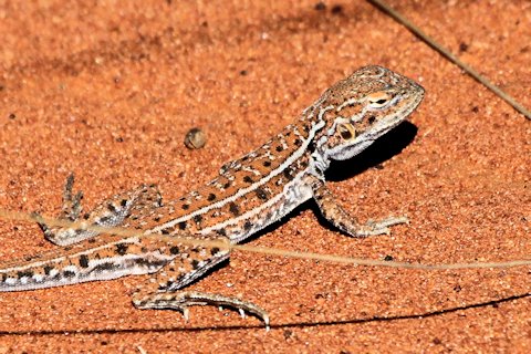 Central Military Dragon (Ctenophorus isolepis)